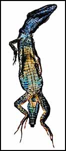 Other Dried Lizard 2006